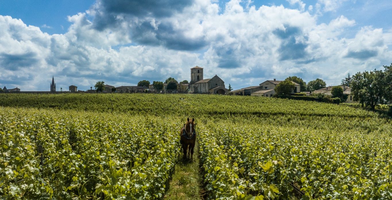 Cheval dans les vignes de Saint Emilion l Agriculture Biologique